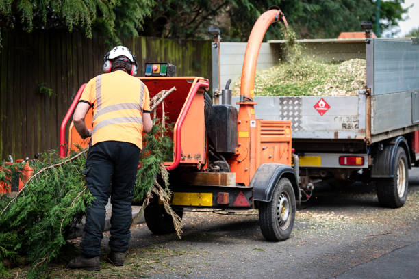 Best Tree Removal Cost  in Frazeysburg, OH